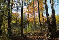 Herbstwald bei Ziegelanger